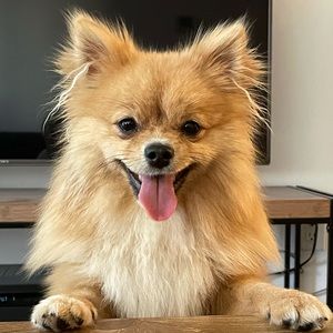 Meet your Posher, Sara